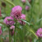Red Clover - a natural remedie for menopause