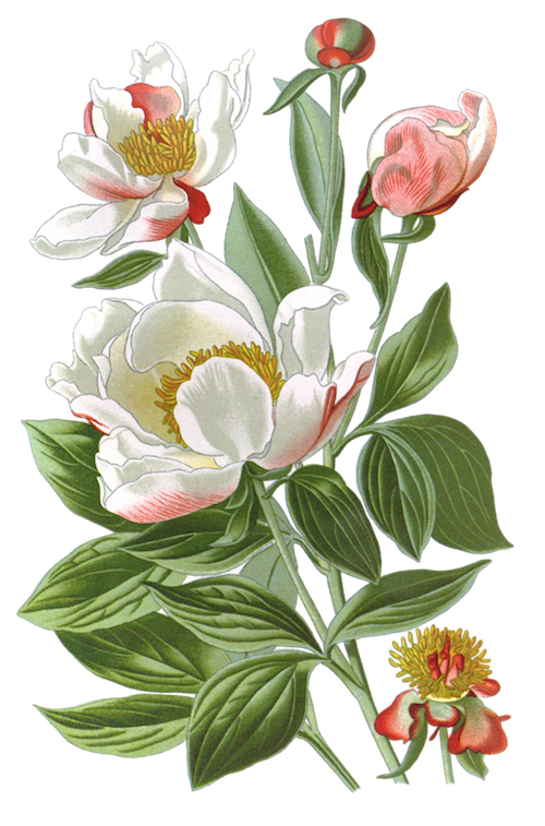 White Peony Root - Natural Remedy for Hot Flashes