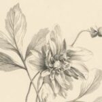 free vintage art peonie