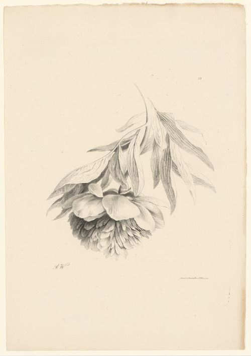 Free vintage art - Peony upside down