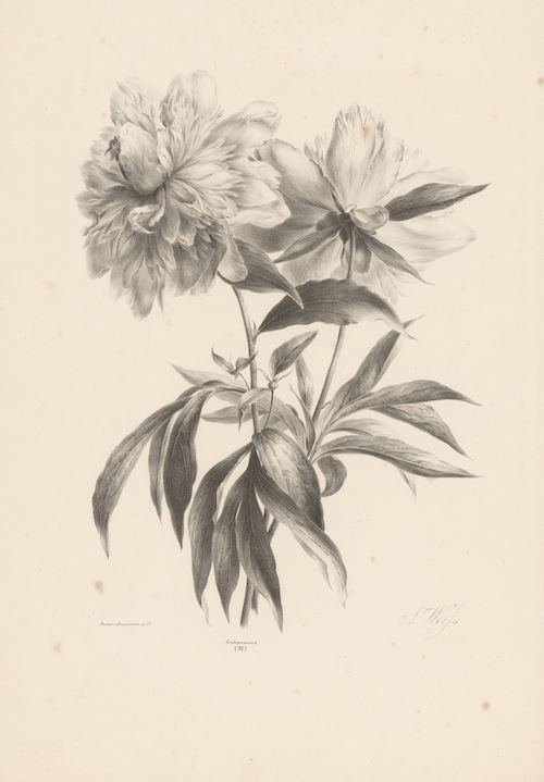 Vintage Peony Illustration, free download