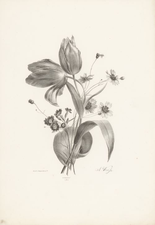 Tulips and Daisies - Free vintage Art