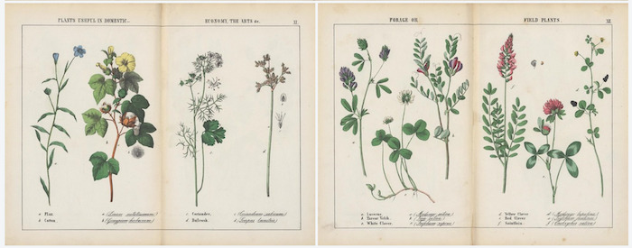 Free vintage printables - vintage botanical book pages