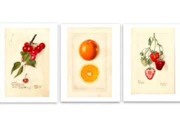 Vintage Fruit Illustrations