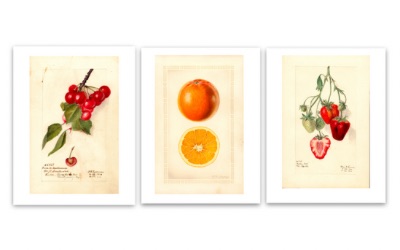 Vintage Fruit Illustrations, Free Vintage Wall Art