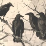 Free Halloween Printables, Ravens, Crows, Black Birds sitting on branches