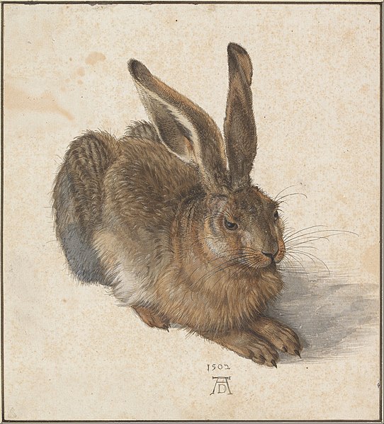 Free Vintage Rabbit Painting, Albrecht Durer Public Domain Art,