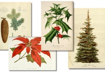 Free Vintage Holiday Printables – Evergreen, Holly, Poinsettia