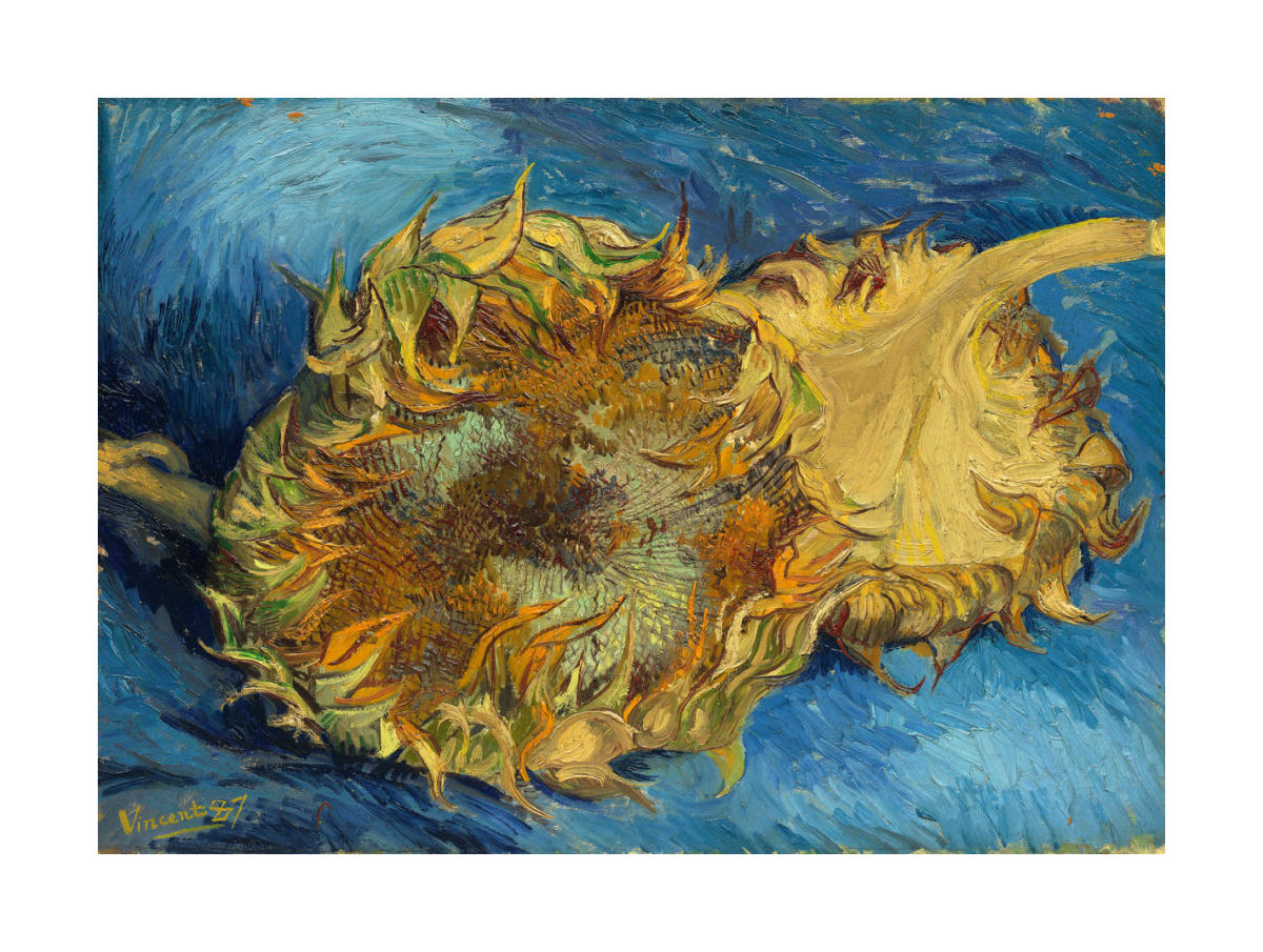 Sunflowers, van gogh, free download,
