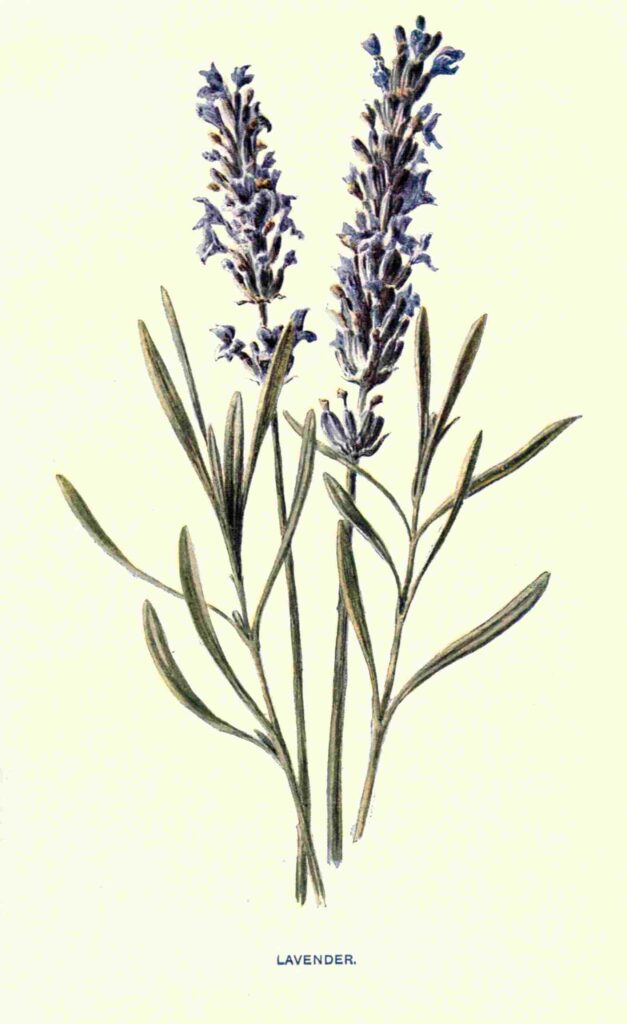 vintage lavender illustration to download