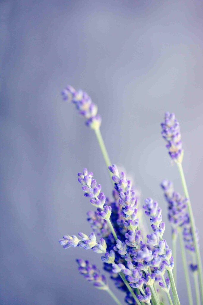 lavender blooming